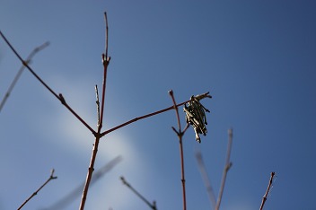 IMG_1996.jpg