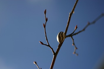 IMG_2011.jpg