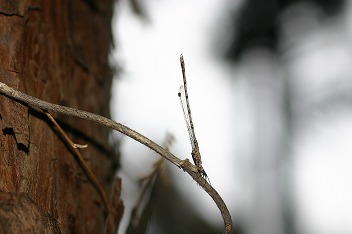 IMG_2796.jpg