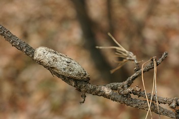 IMG_2921.jpg