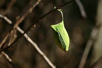IMG_2986.jpg