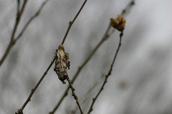 IMG_3074.jpg