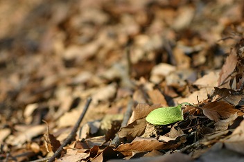 IMG_3108.jpg