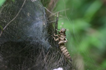 IMG_5615.jpg