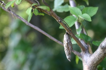 IMG_6257.jpg